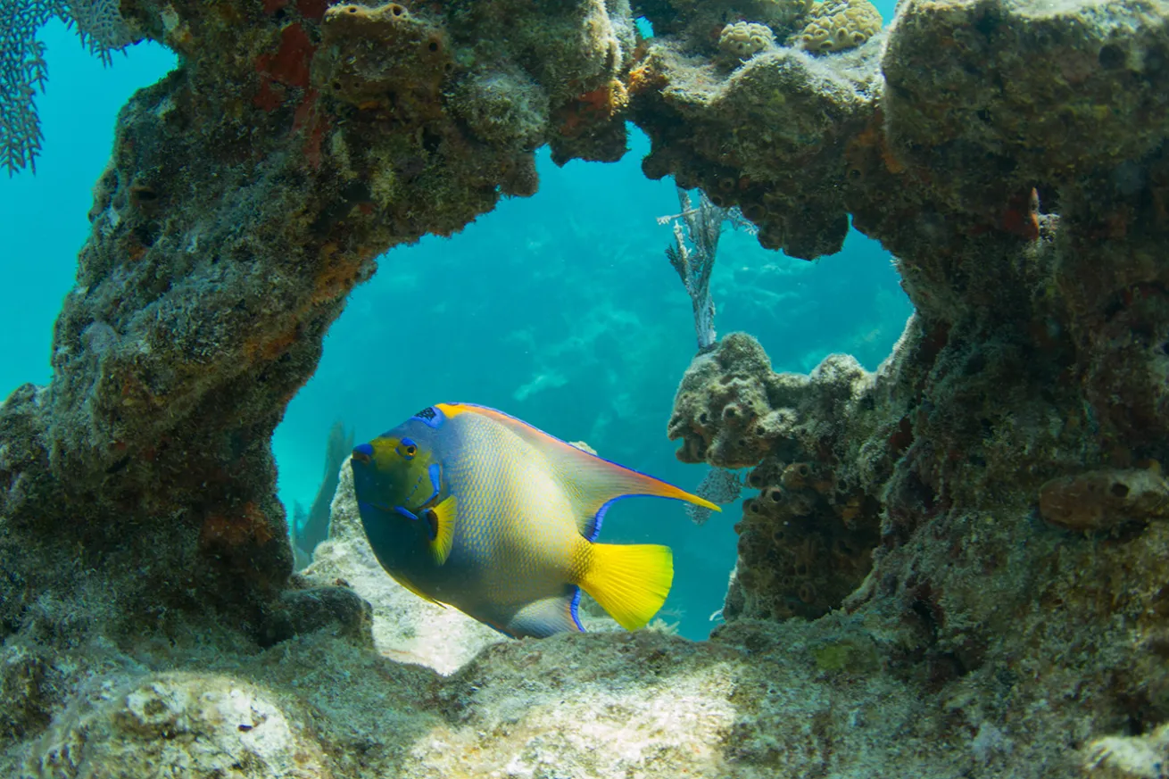 Queen Angelfish through Coral Arch on Looe Key Coral Reef in the Florida Keys