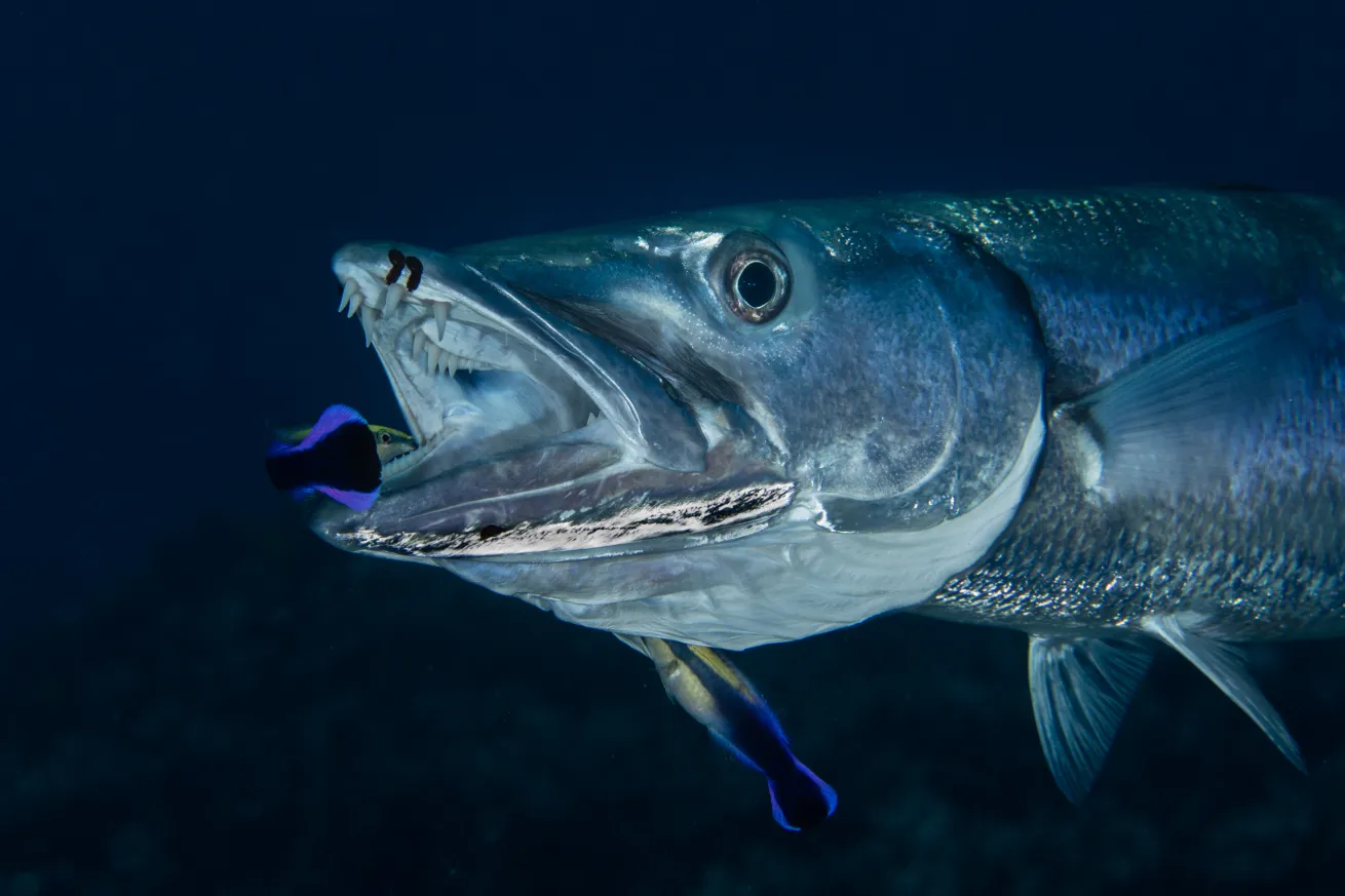 underwater fish