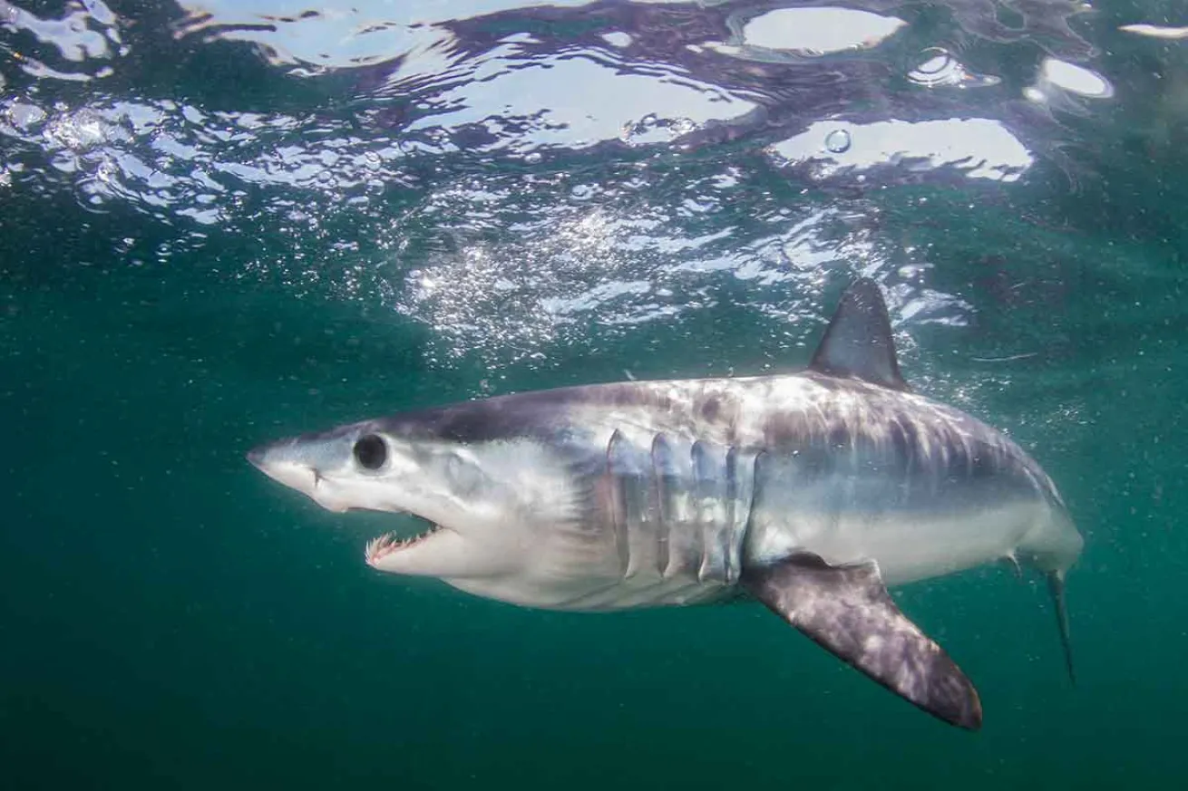 mako shark predicts presidential race