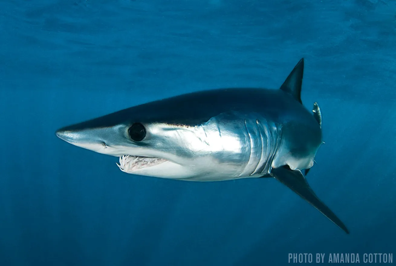 Mako Sharks | Port Judith, Rhode Island
