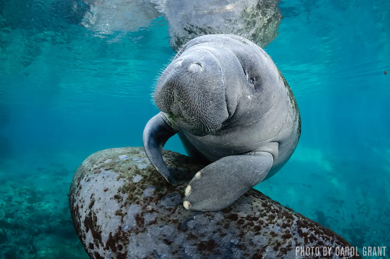 Manatees | Crystal River, Florida