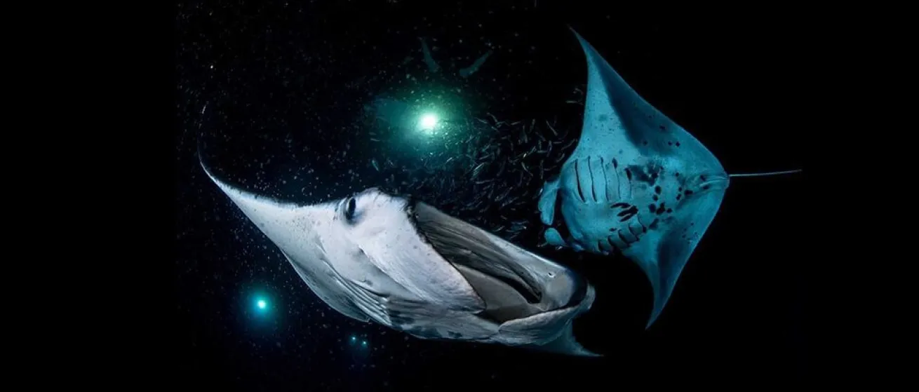 Divers illuminated beneath manta rays during a night dive at Garden Eel Cove, accessed by Kona Honu’s dive boat from Honokohau Harbor.