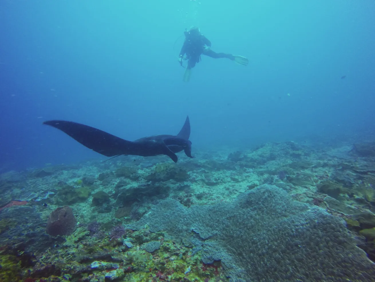 manta in Bali, Indonesia