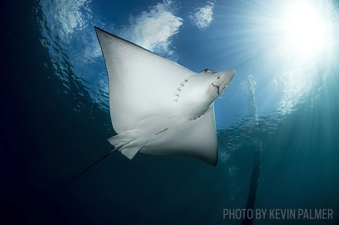 manta ray scuba diving florida