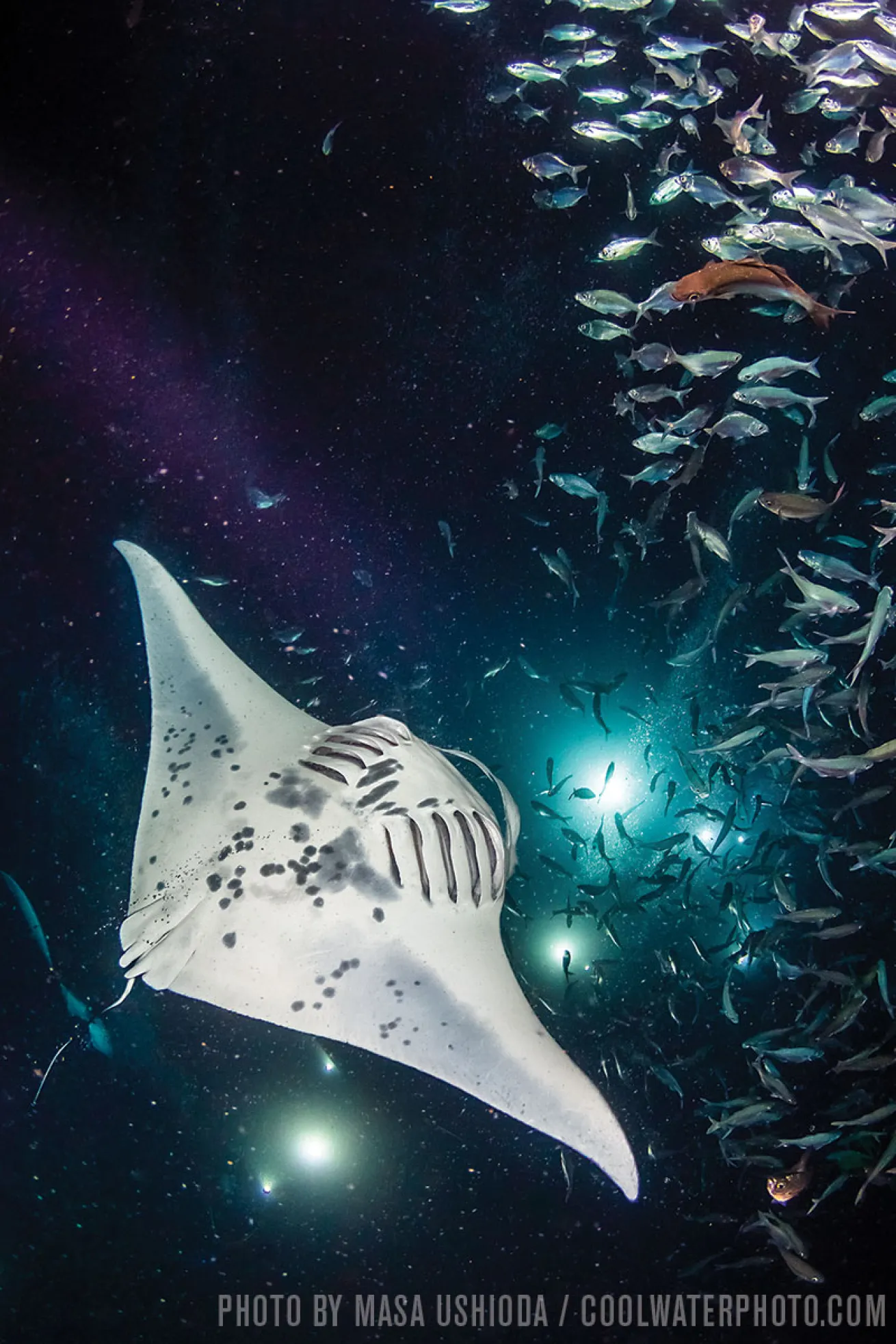 Manta Rays | Kona, Hawaii