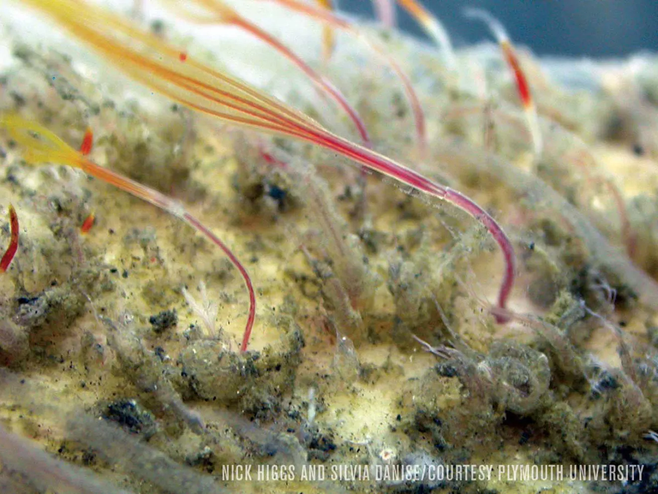 Osedax roseus marine worms underwater