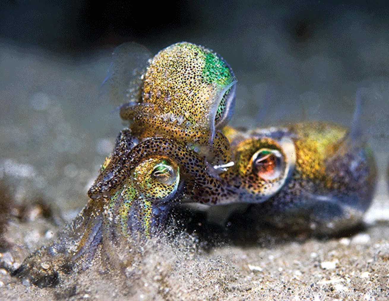 squid mating behavior