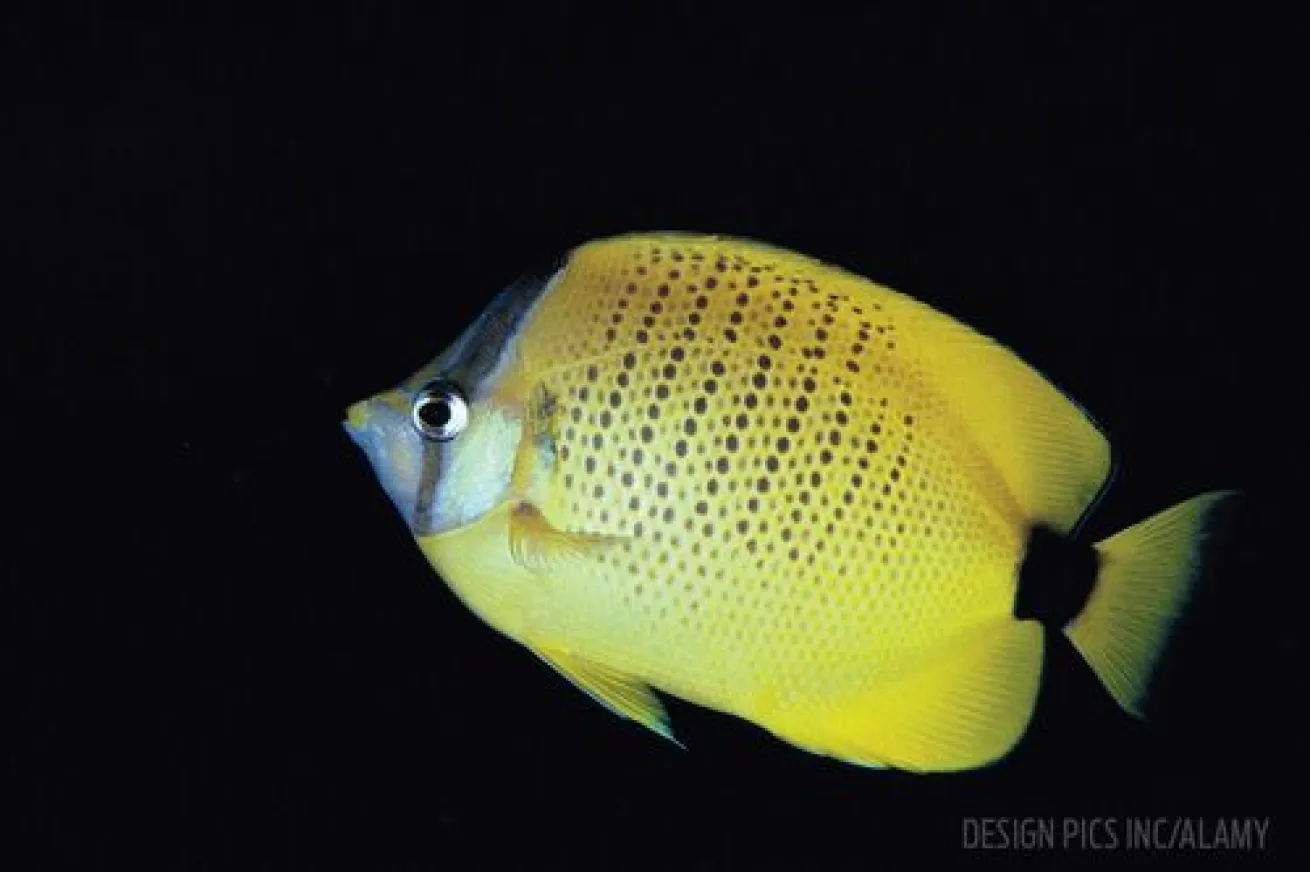 Hawaiian Milletseed Butterfly Fish