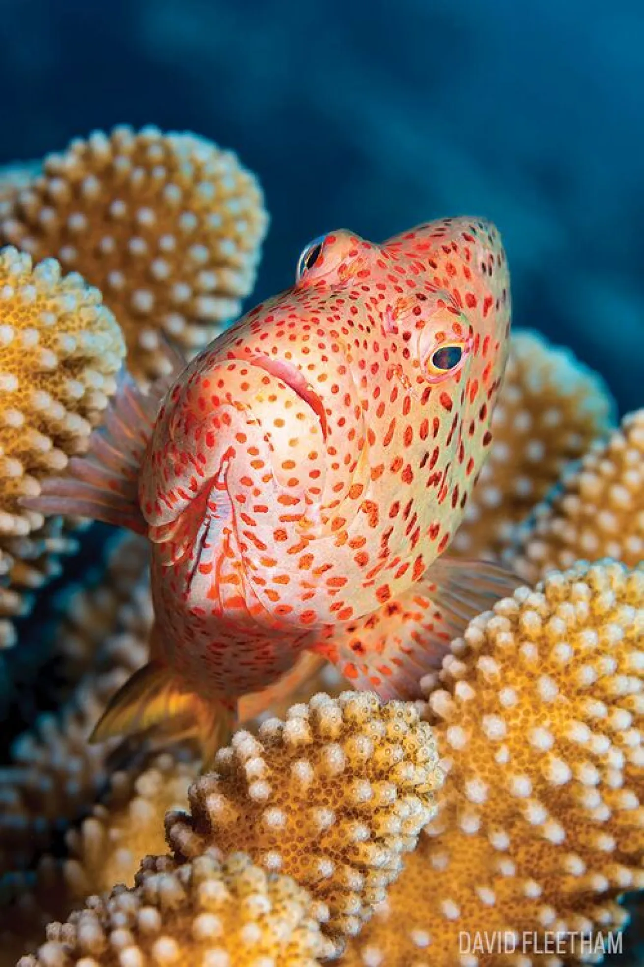 Hawkfish in Maui