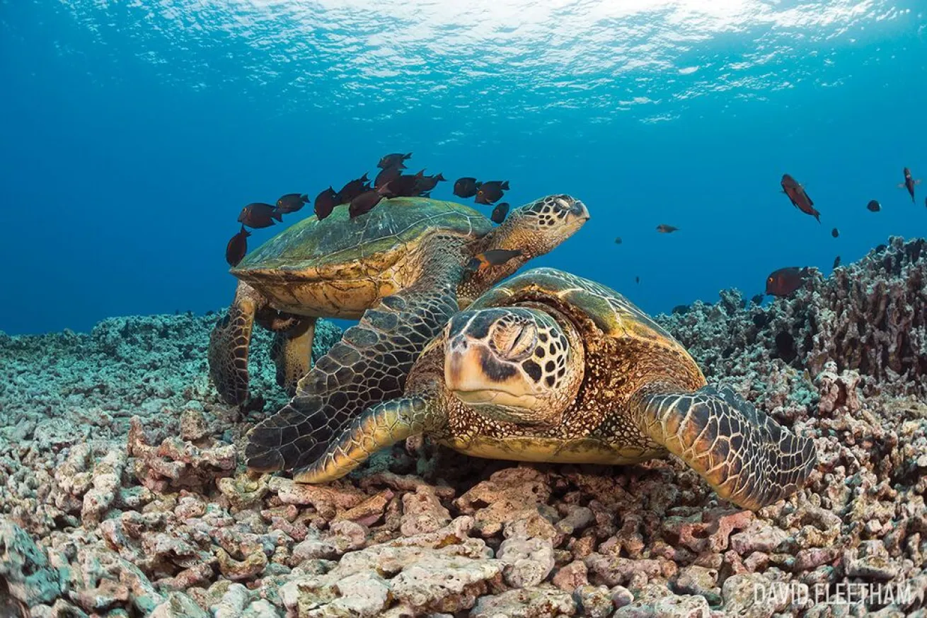 Green Sea Turtles 