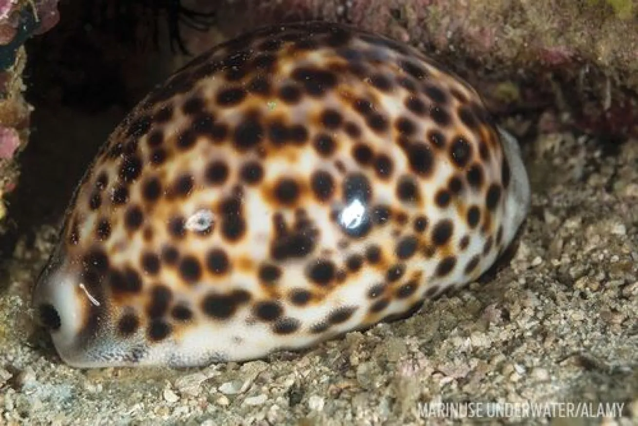 Hawaiian Tiger Cowry