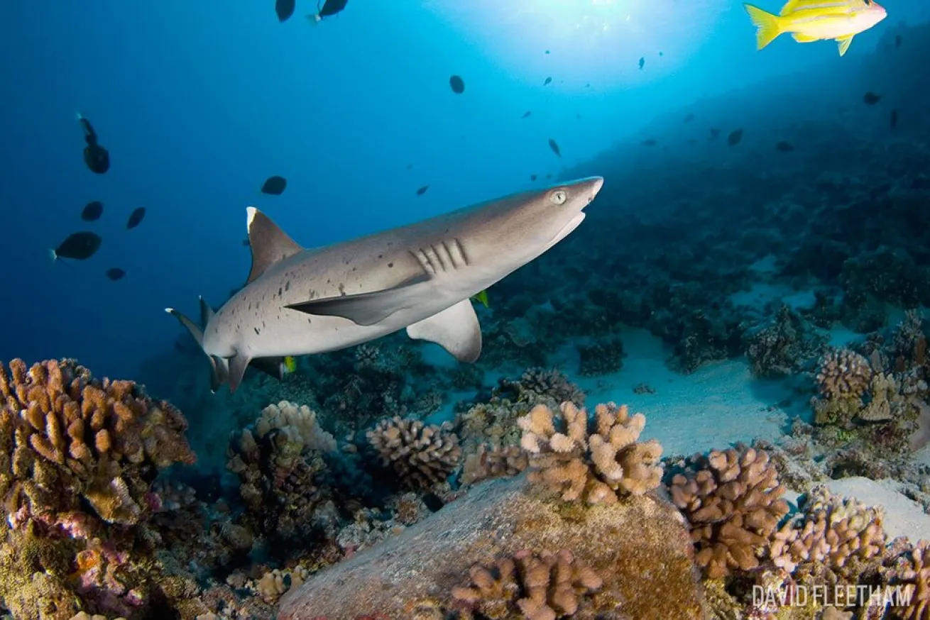 whitetip Reef Shark