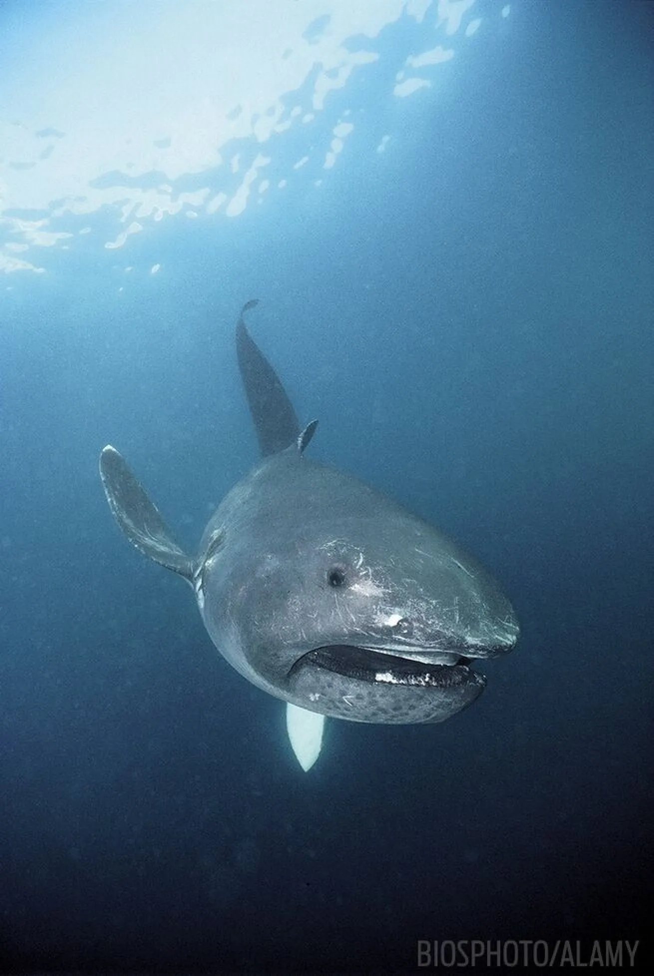 Megamouth shark weird bizarre underwater sea creature