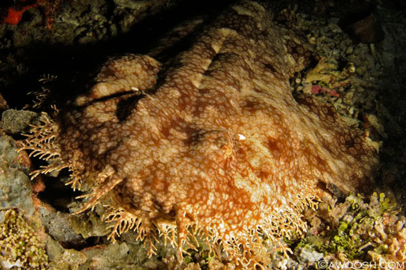 Raja Ampat underwater photography 