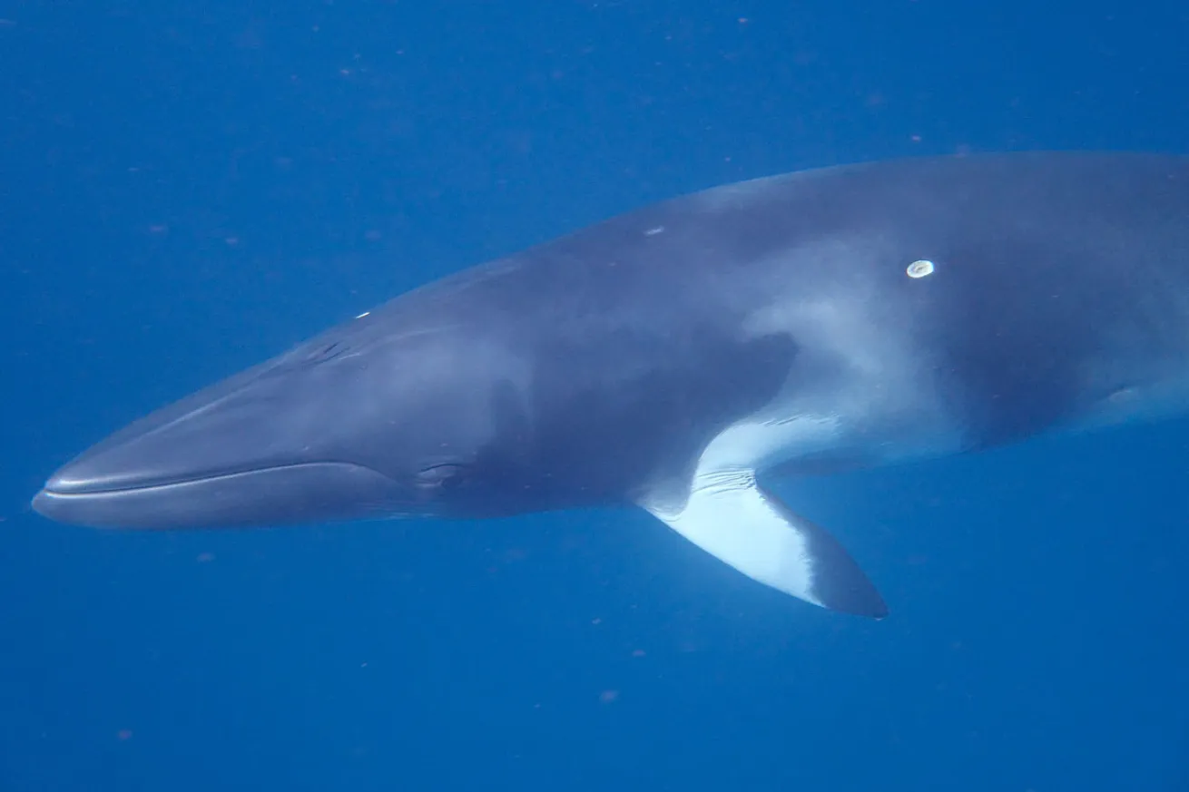 Minke Whale Australia