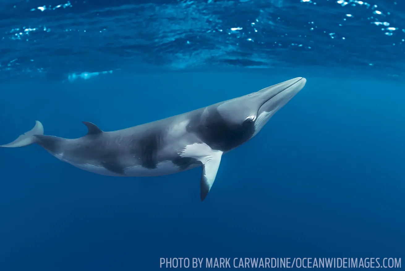 Minke Whales | Cairns, Australia