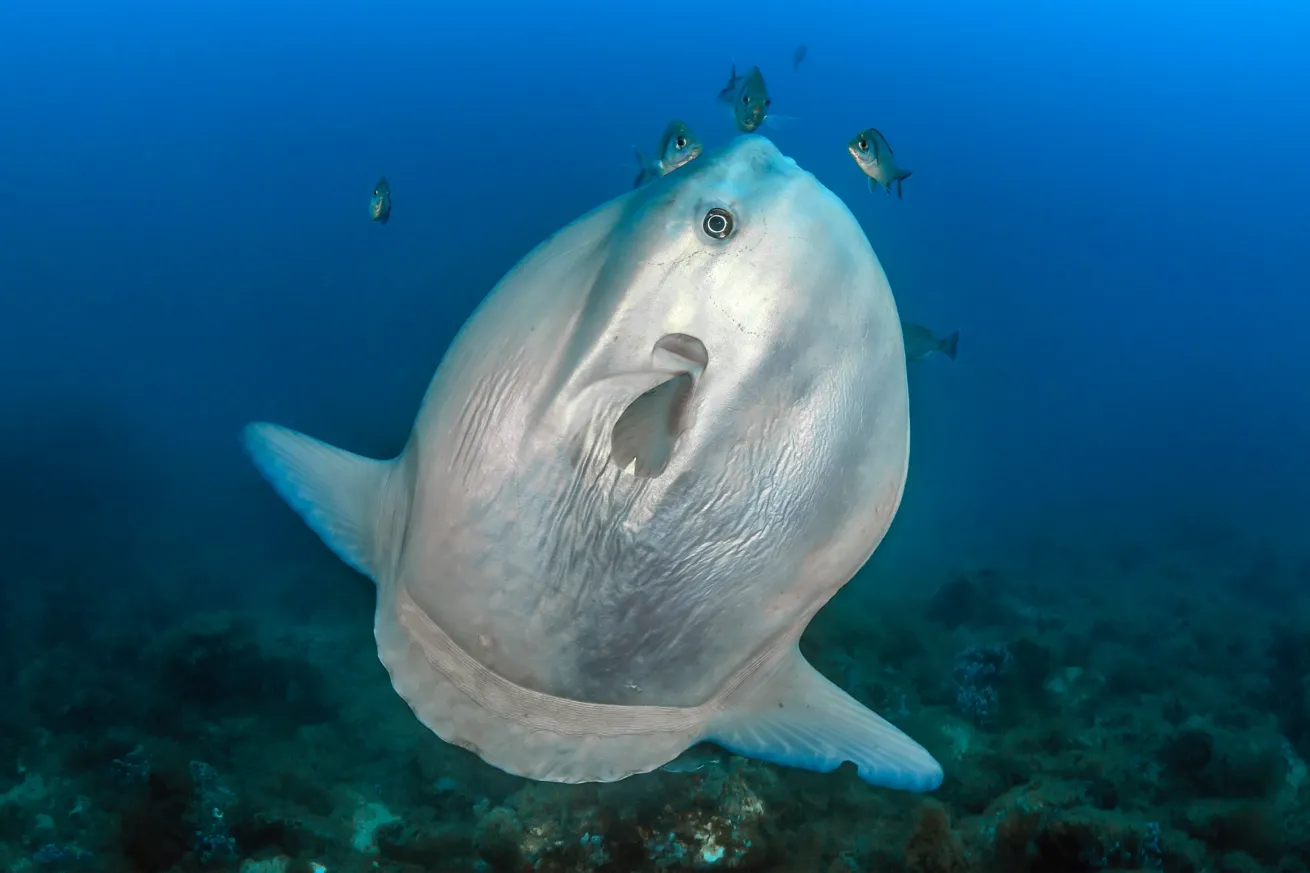 Mola Mola or sunfish at a cleaning station