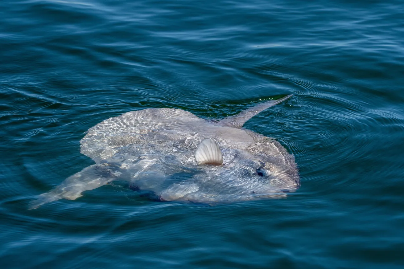 Ocean Sunfish (Mola mola) off the coast of Washington