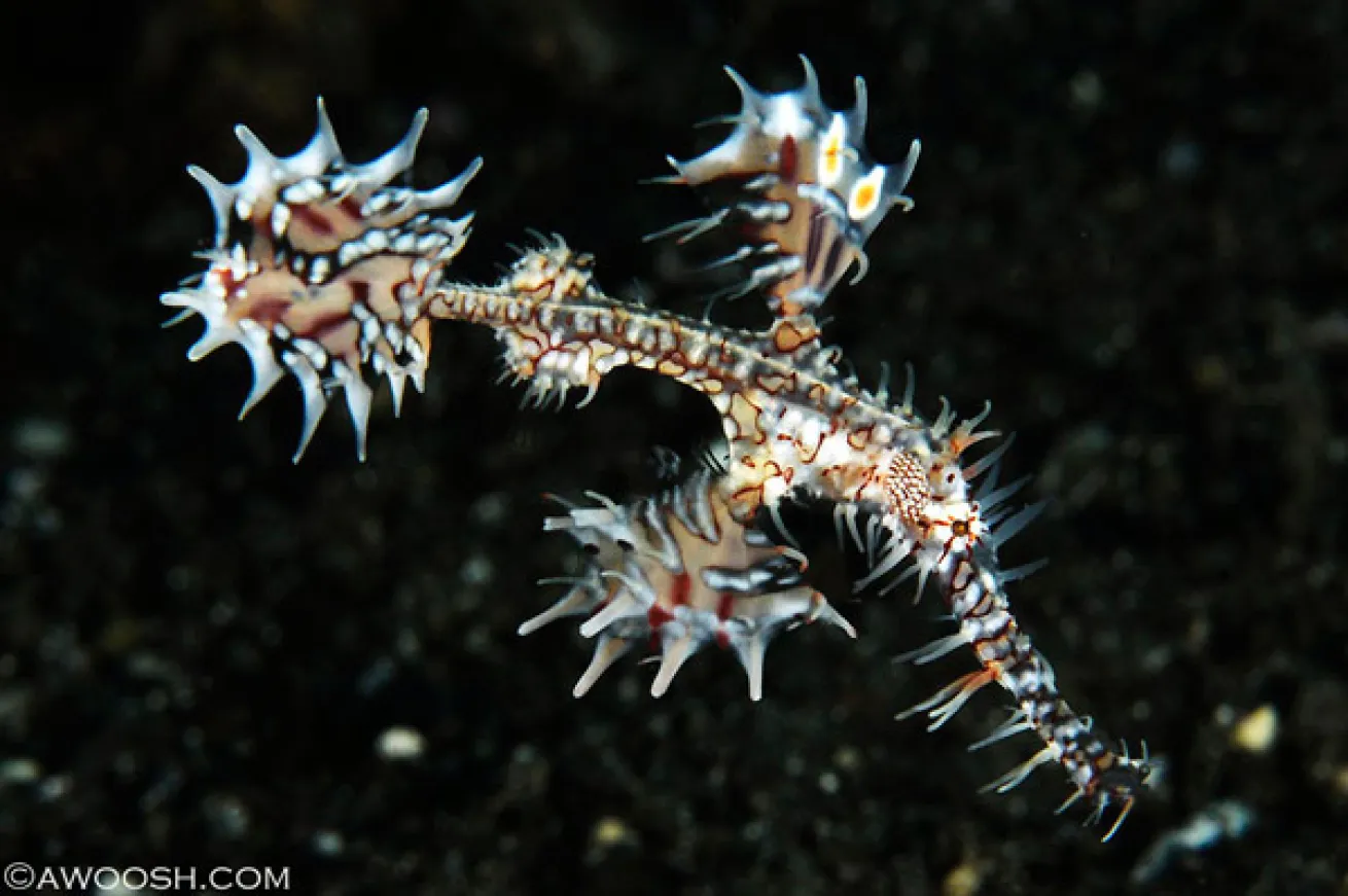 Raja Ampat underwater photography 