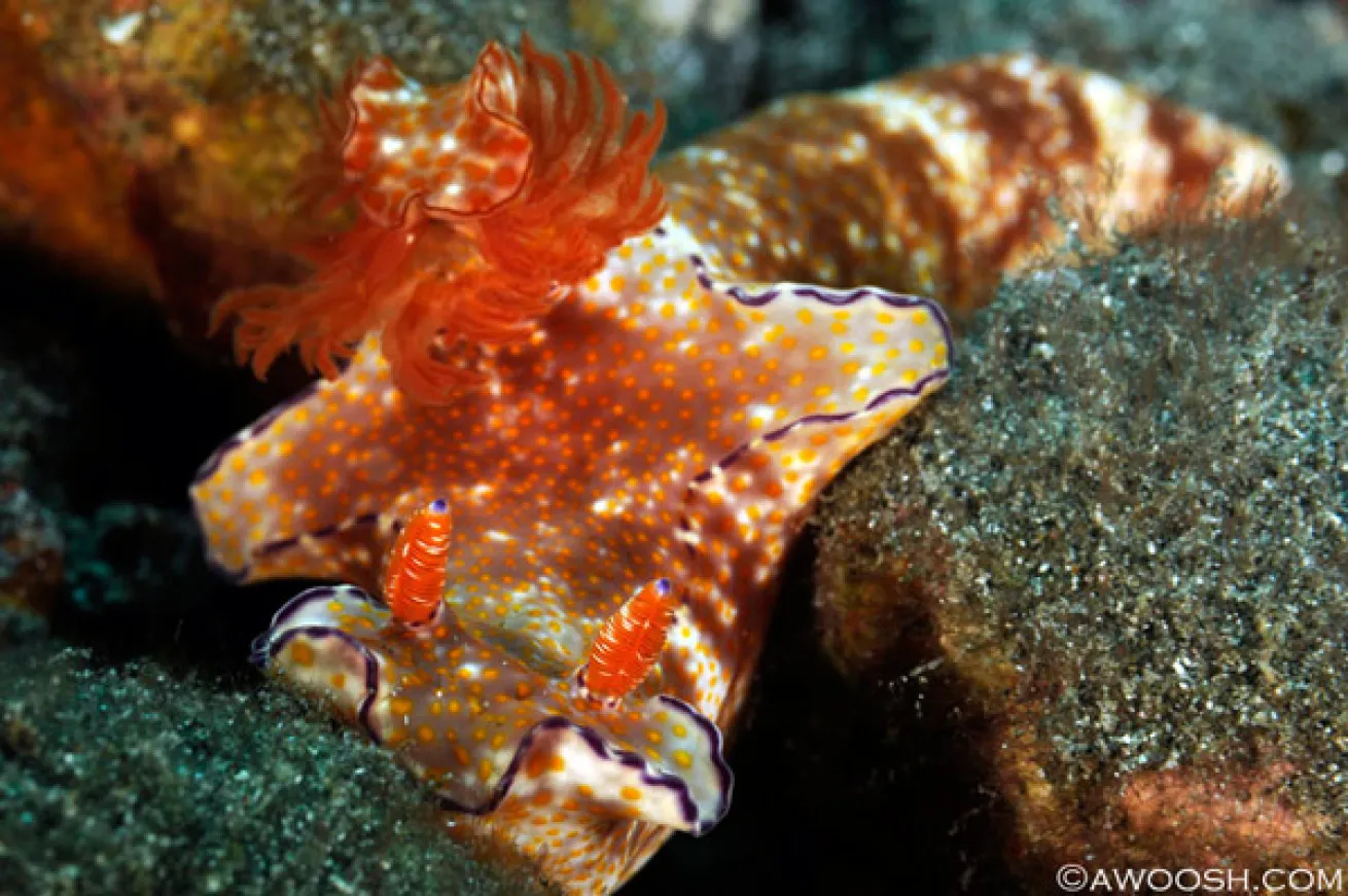 Raja Ampat underwater photography 