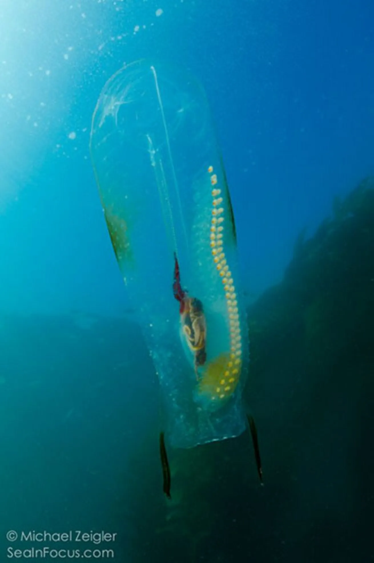 Solo Salp
