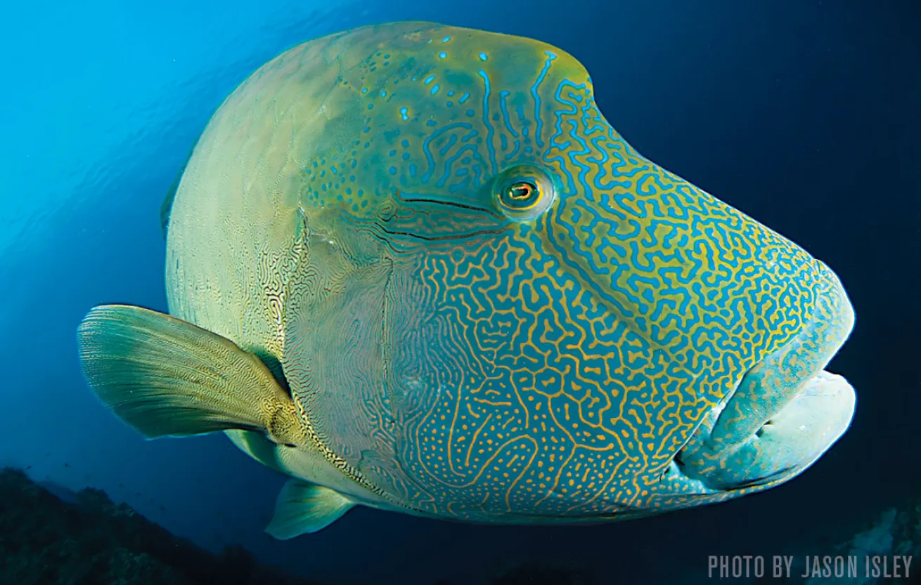 Napoleon Wrasse | North Ari Atoll, Maldives
