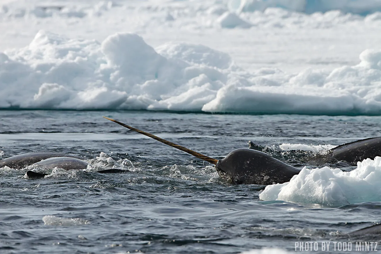  Narwhals | Nunavut, Baffin Island, Canada