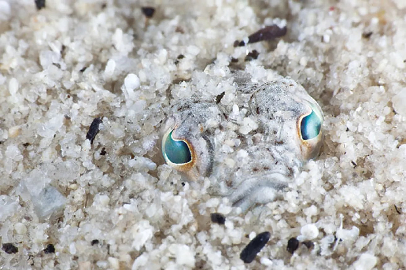 lesser weever camouflage