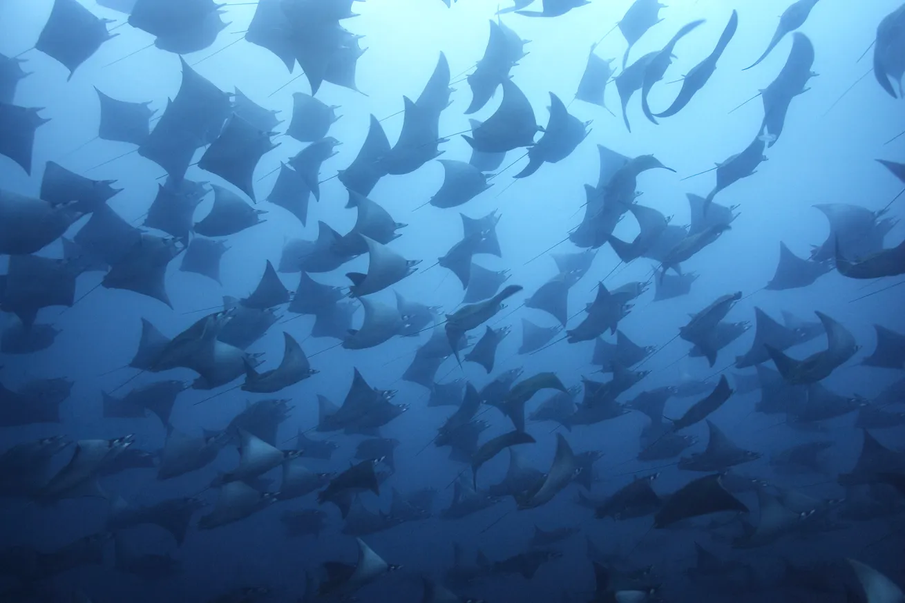 Smoothtail mobula rays (Mobula munkiana) fly in the blue around the Galápagos Islands.