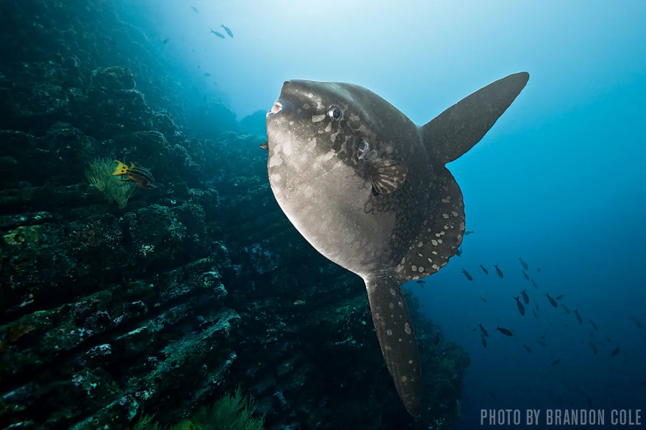 Oceanic Sunfish | Isabela Island, Galapagos
