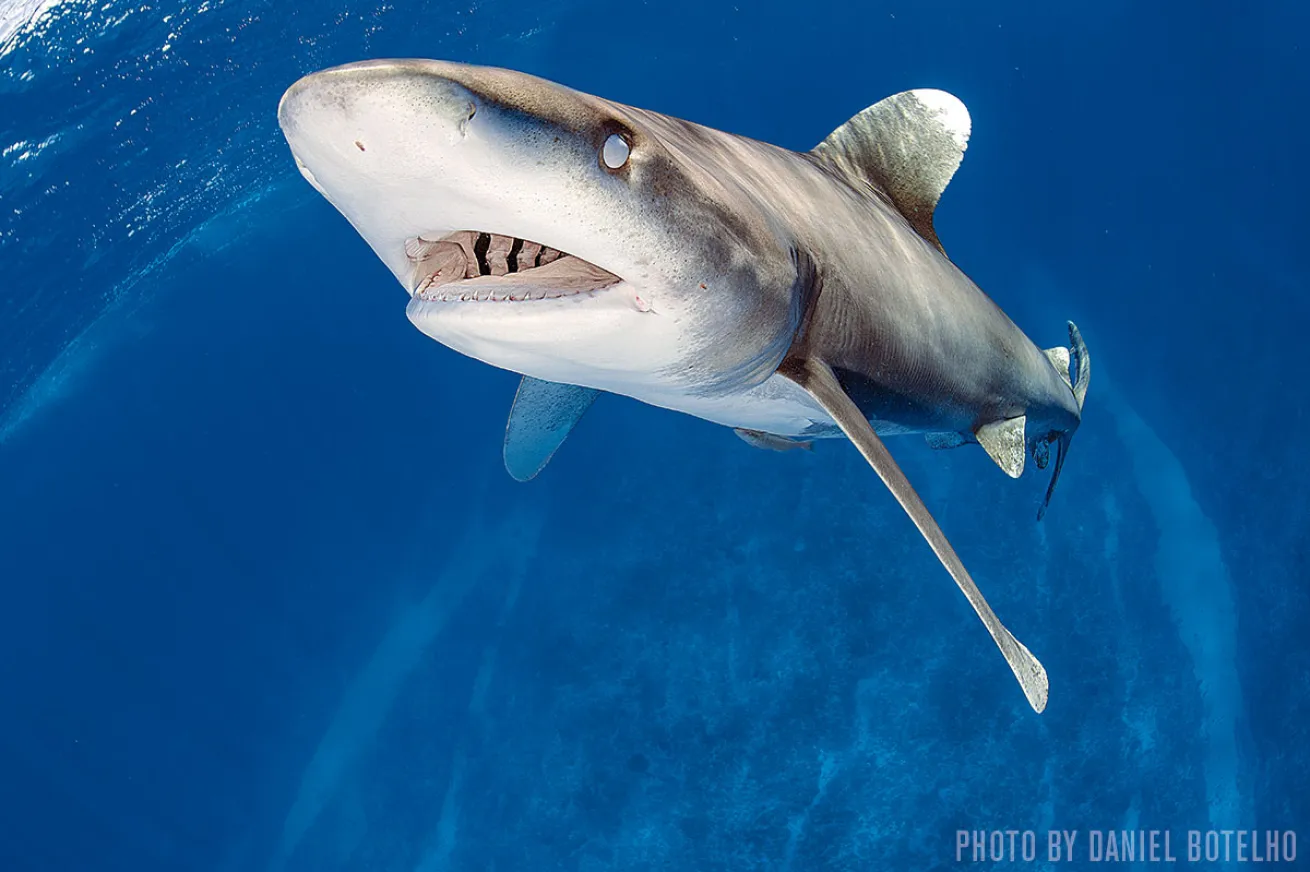 Oceanic Whitetips | Cat Island, Bahamas