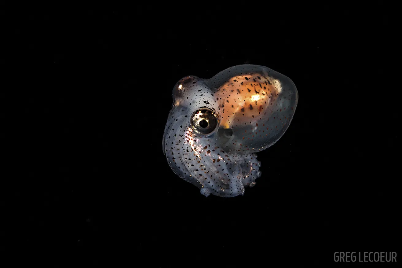 baby octopus