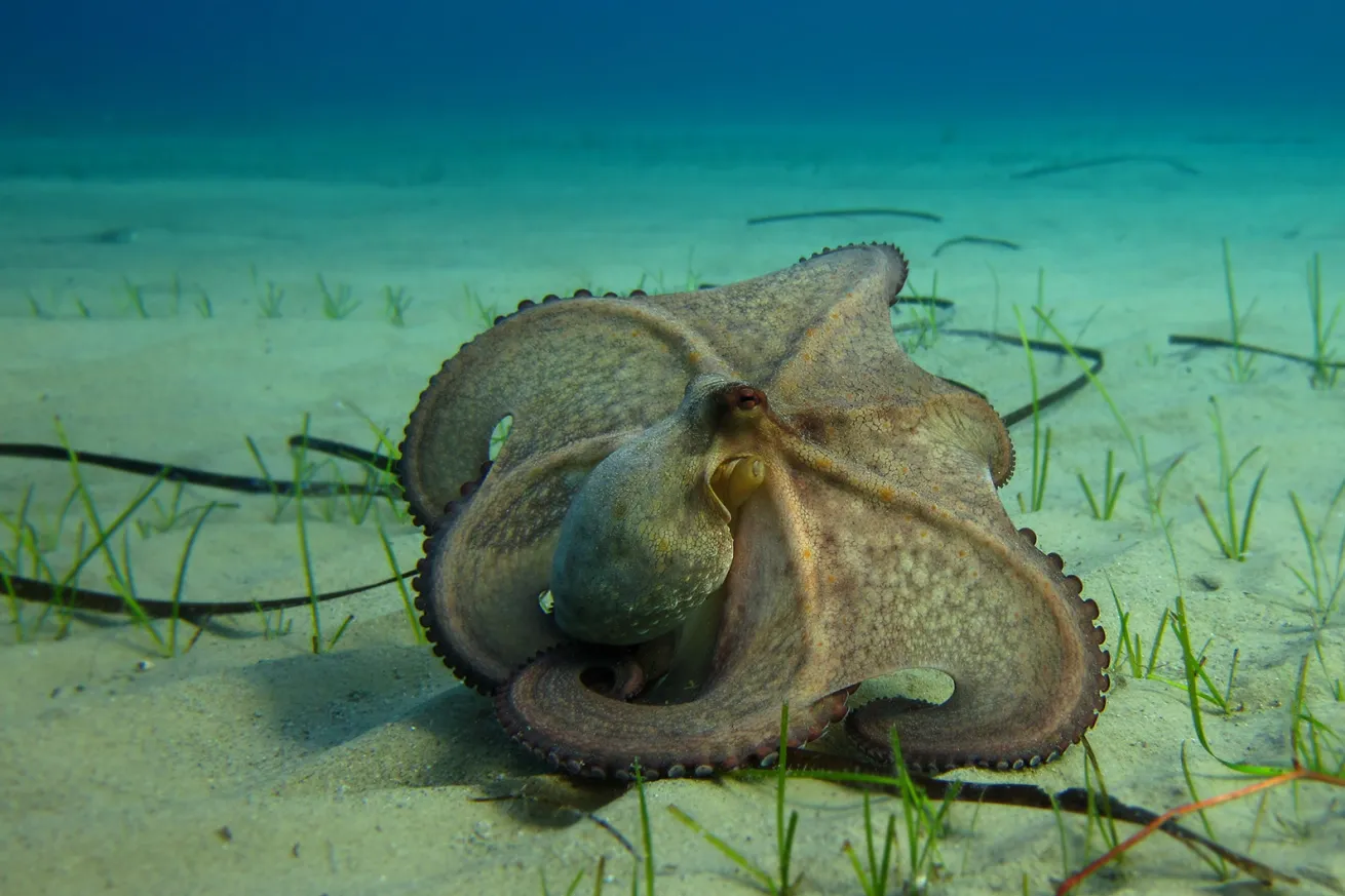 octopus
