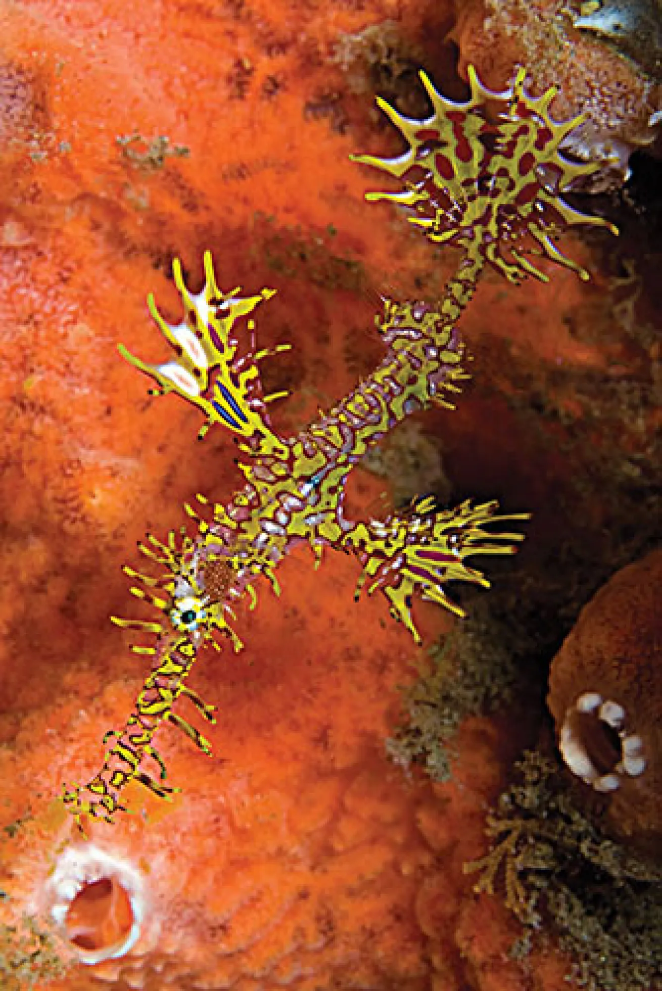 pipefish underwater