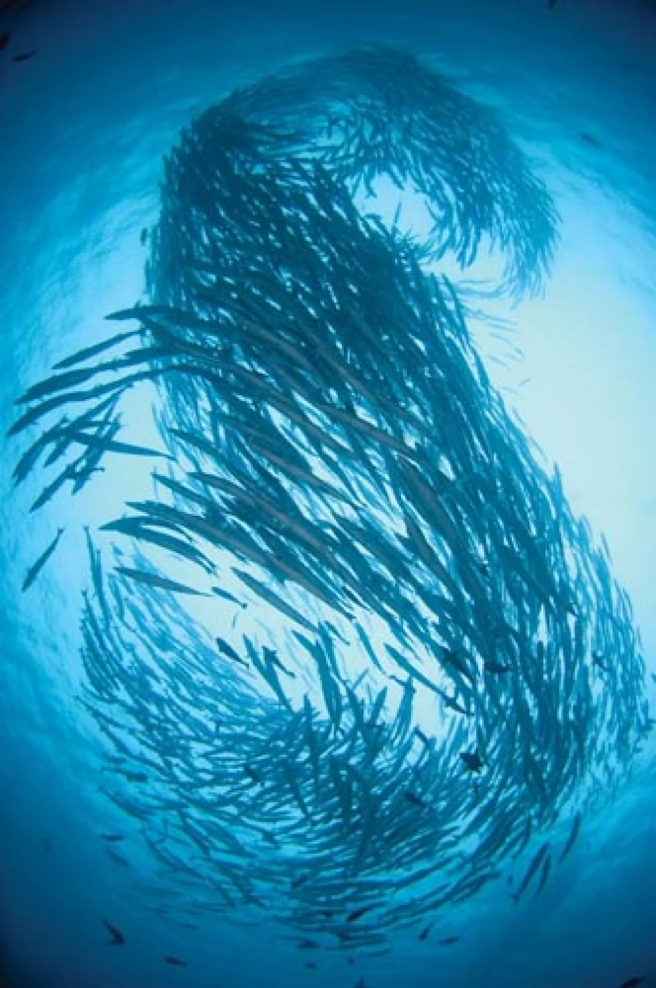 scuba diving pacific