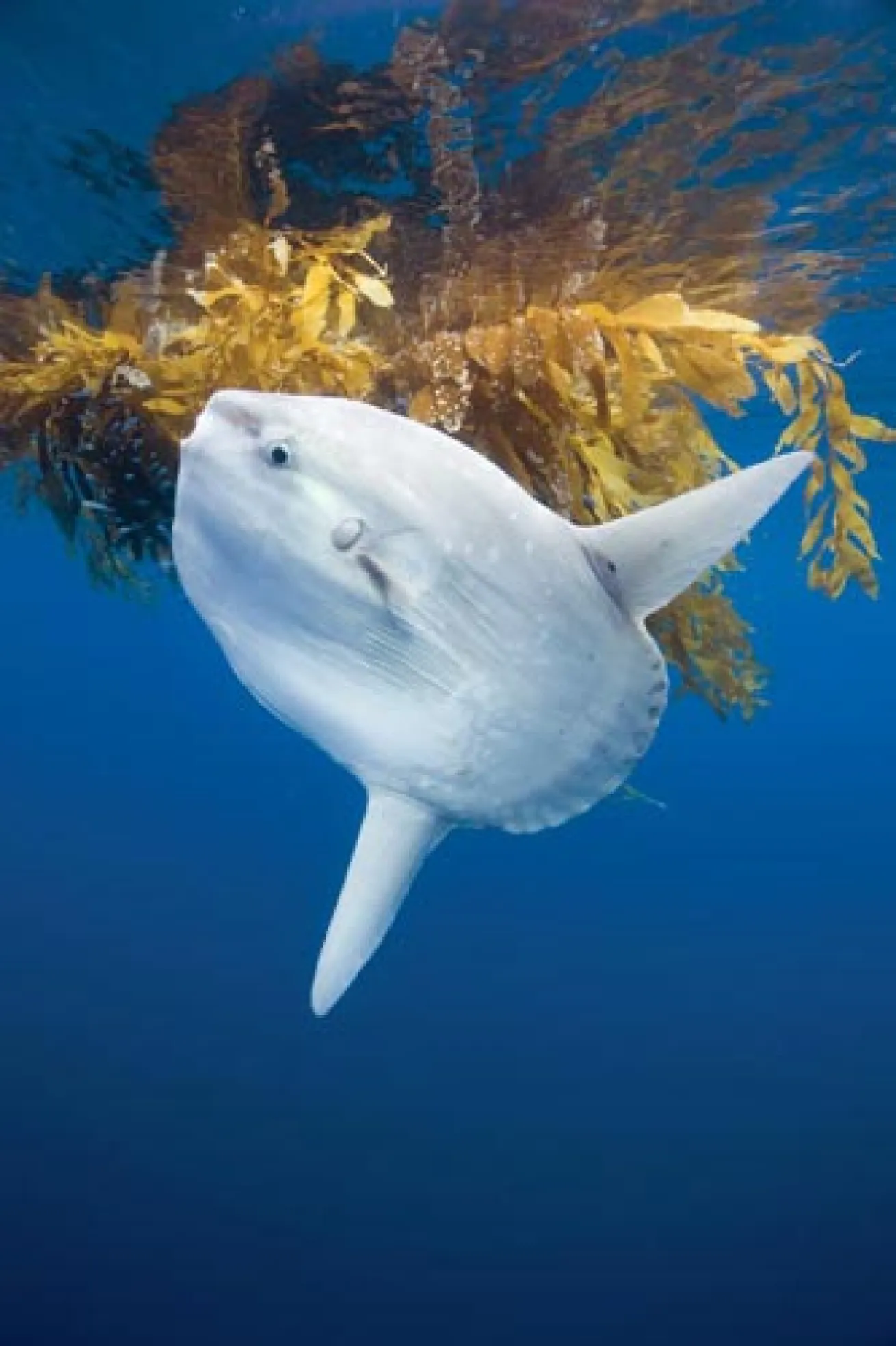 mola mola