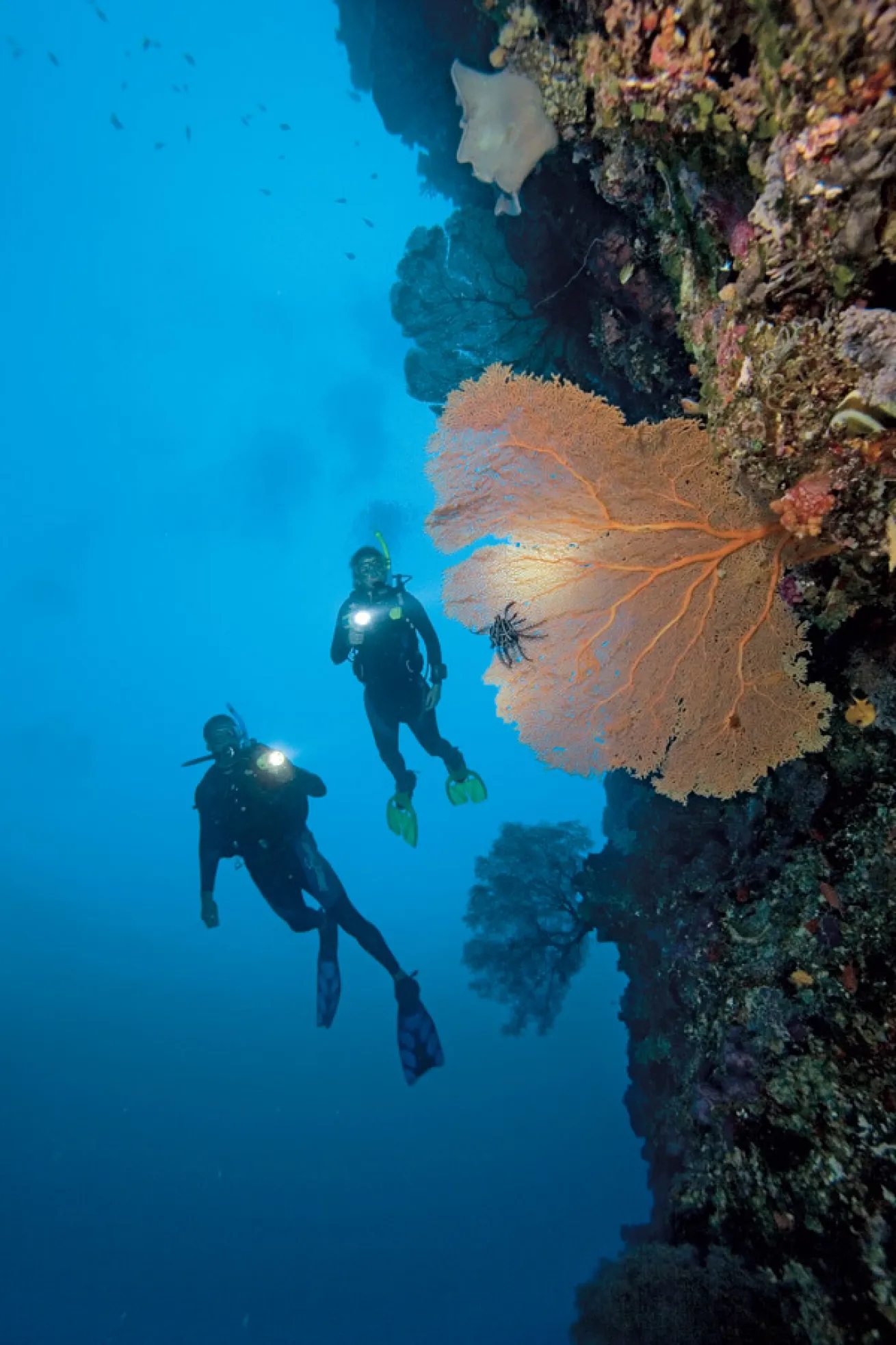 scuba diving on a wall