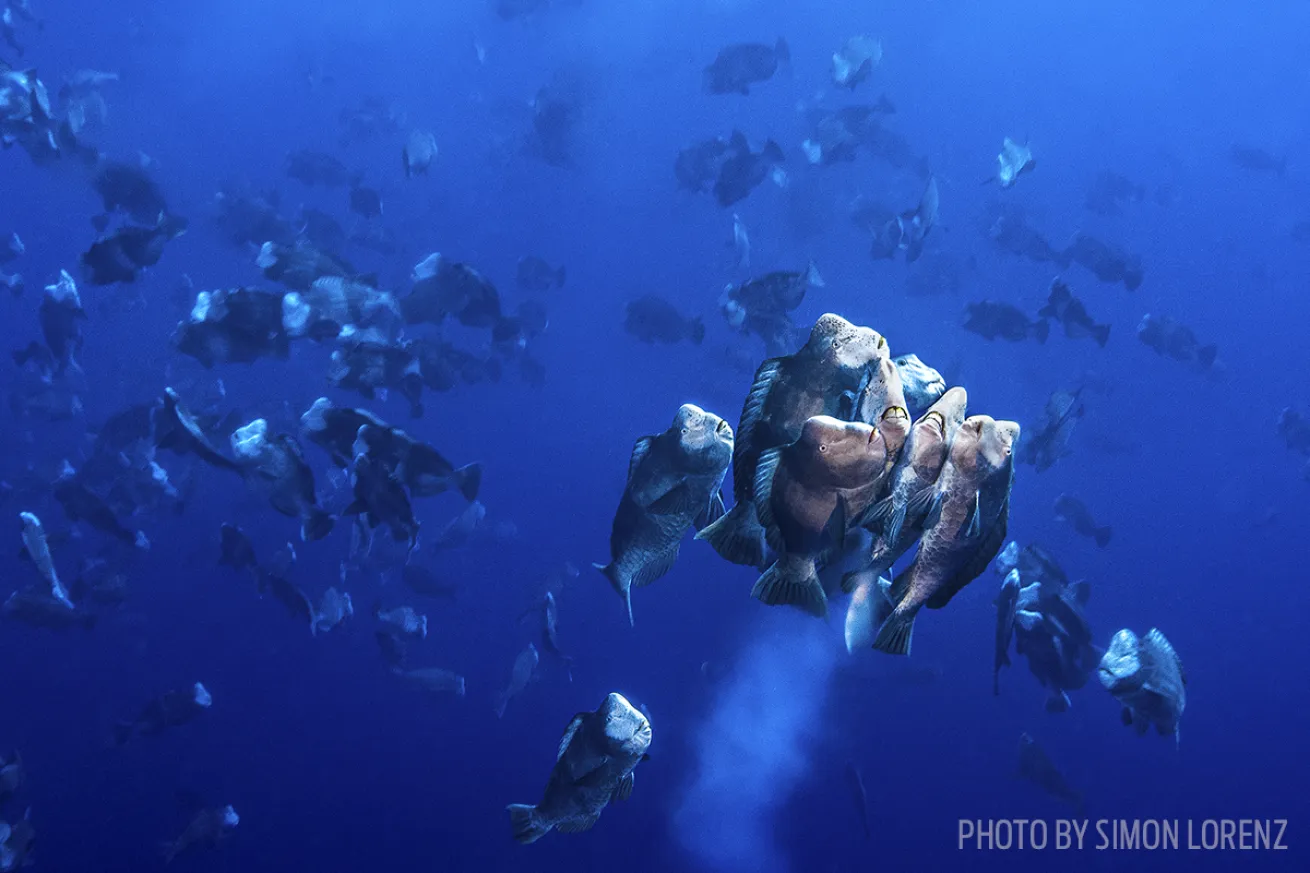 palau spawning