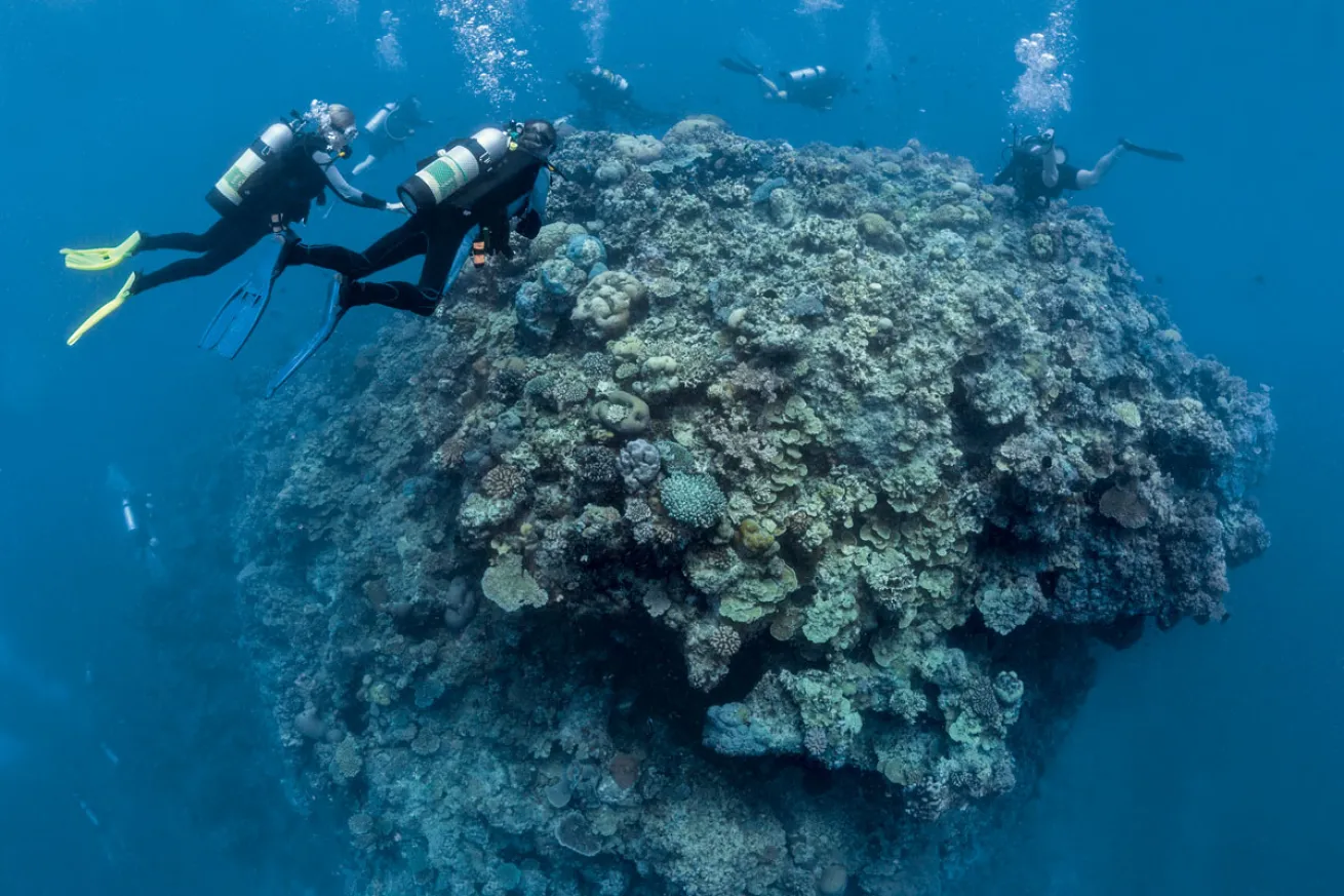 Pinnacle Diving Great barrier Reef Australia 