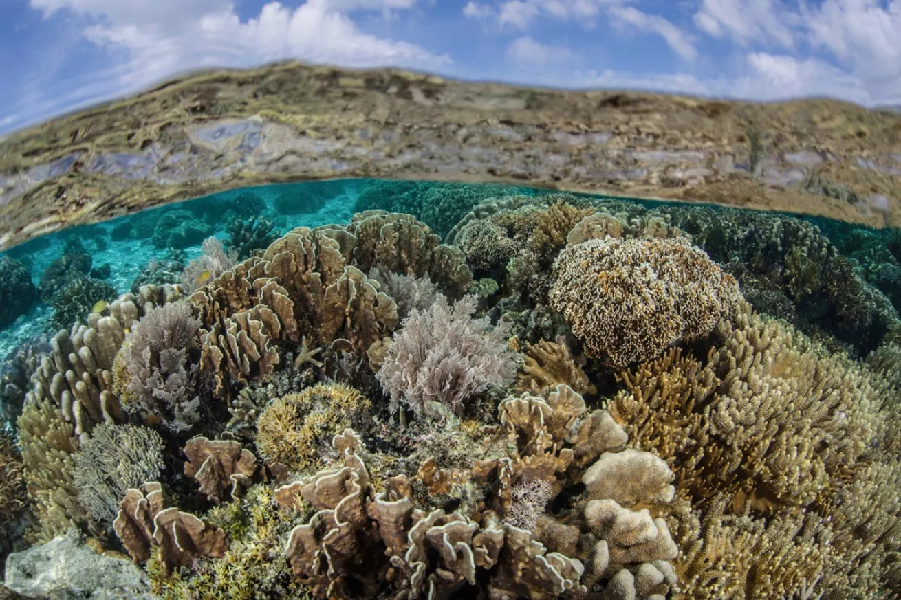 coral reef