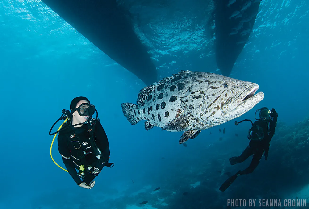Potato Cod | Great Barrier Reef, Australia