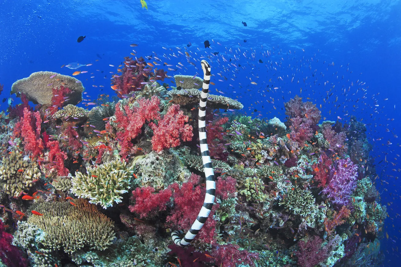 A colubrine sea snake (*Laticauda colubrina*).
