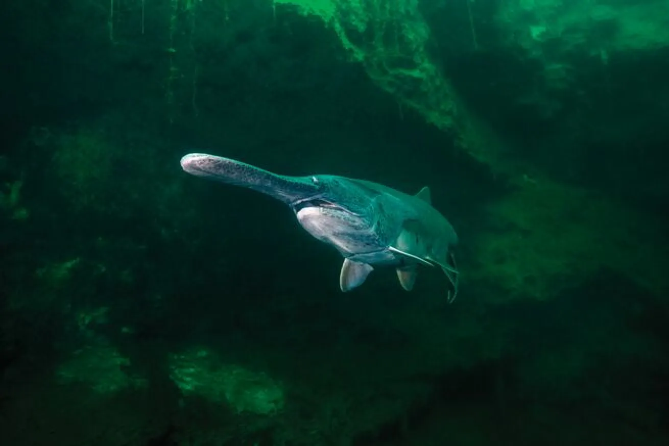Loch Low-Minn quarry in Athens, Tennessee, is stocked with paddlefish