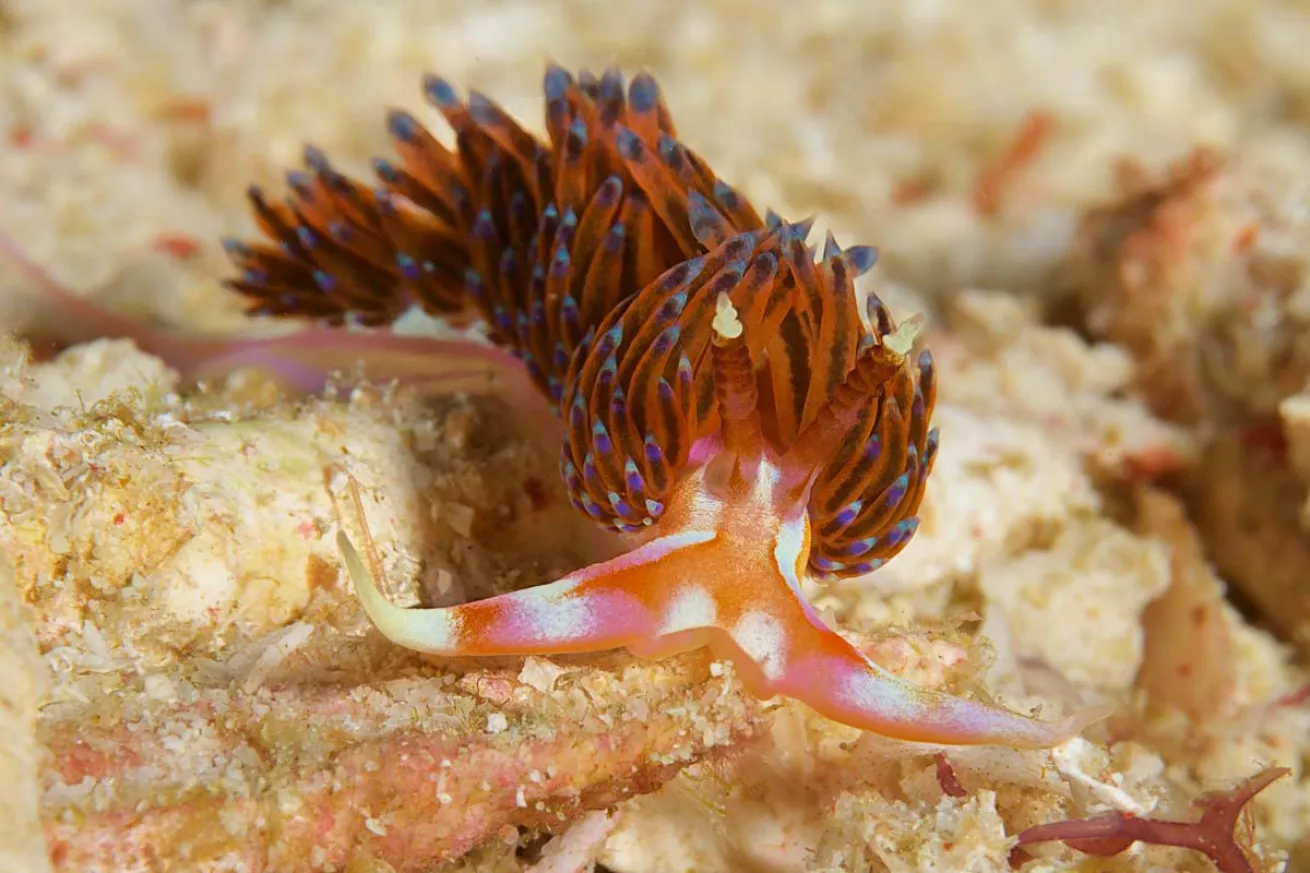 Raja Ampat