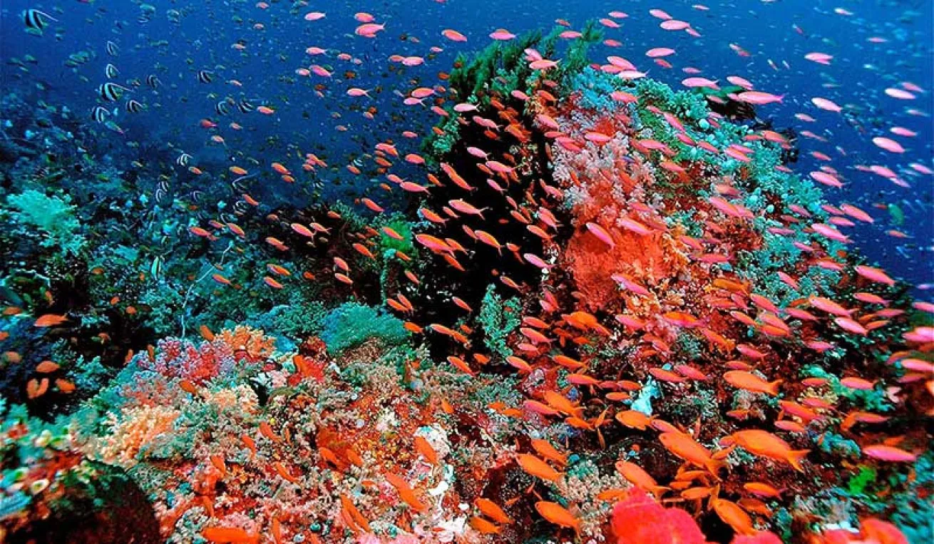 Dampier Strait, Raja Ampat
