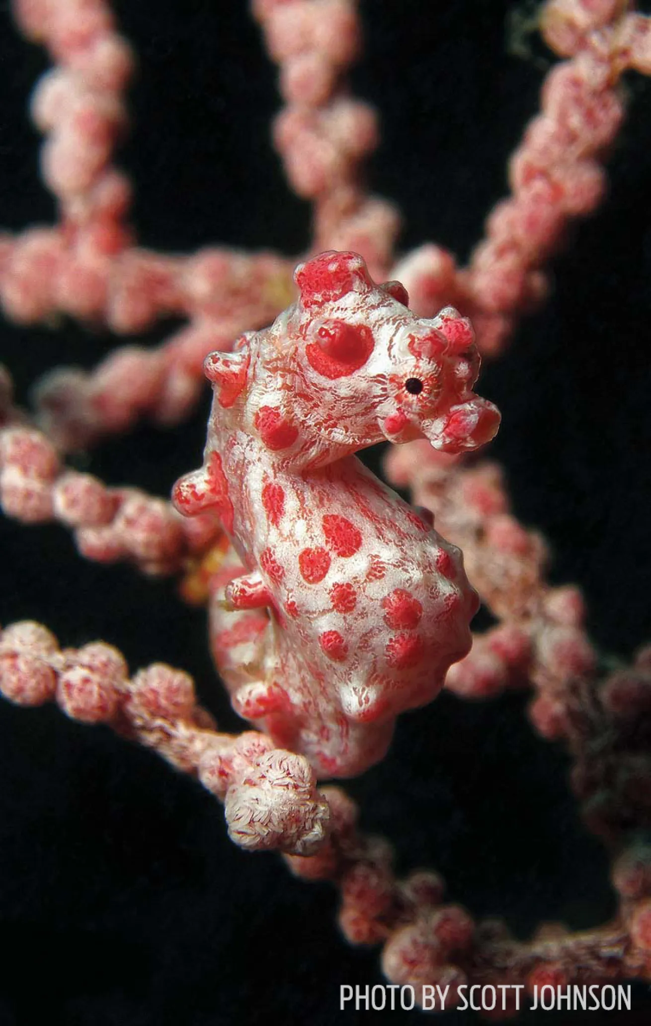 Pygmy seahorse raja ampat