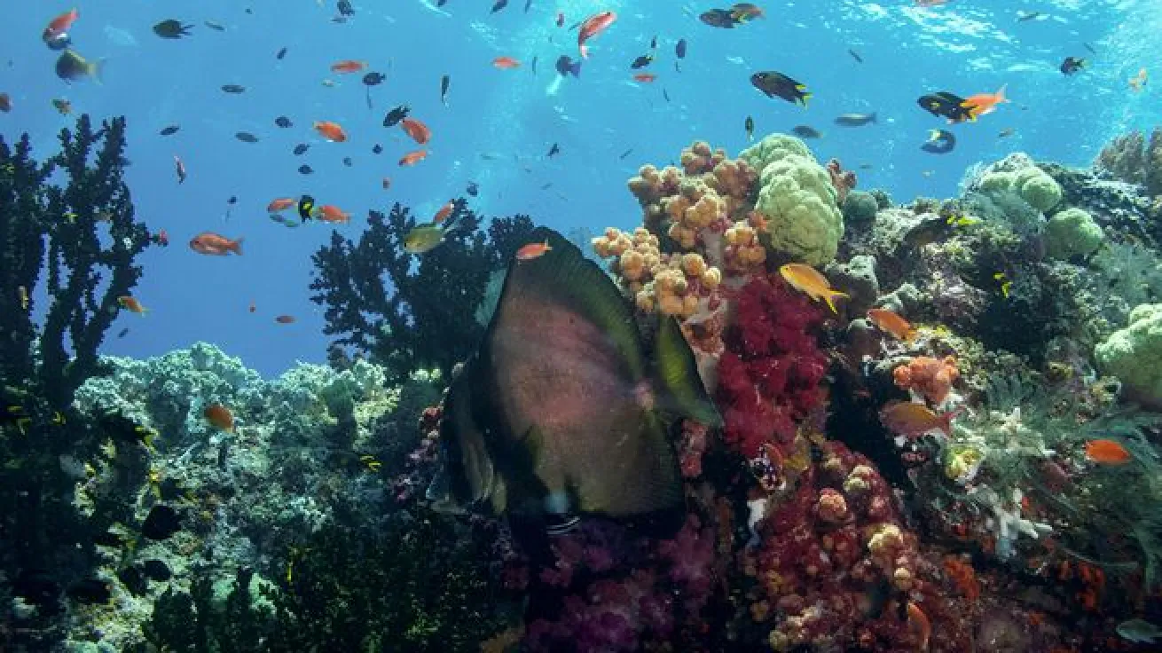 Raja Ampat 