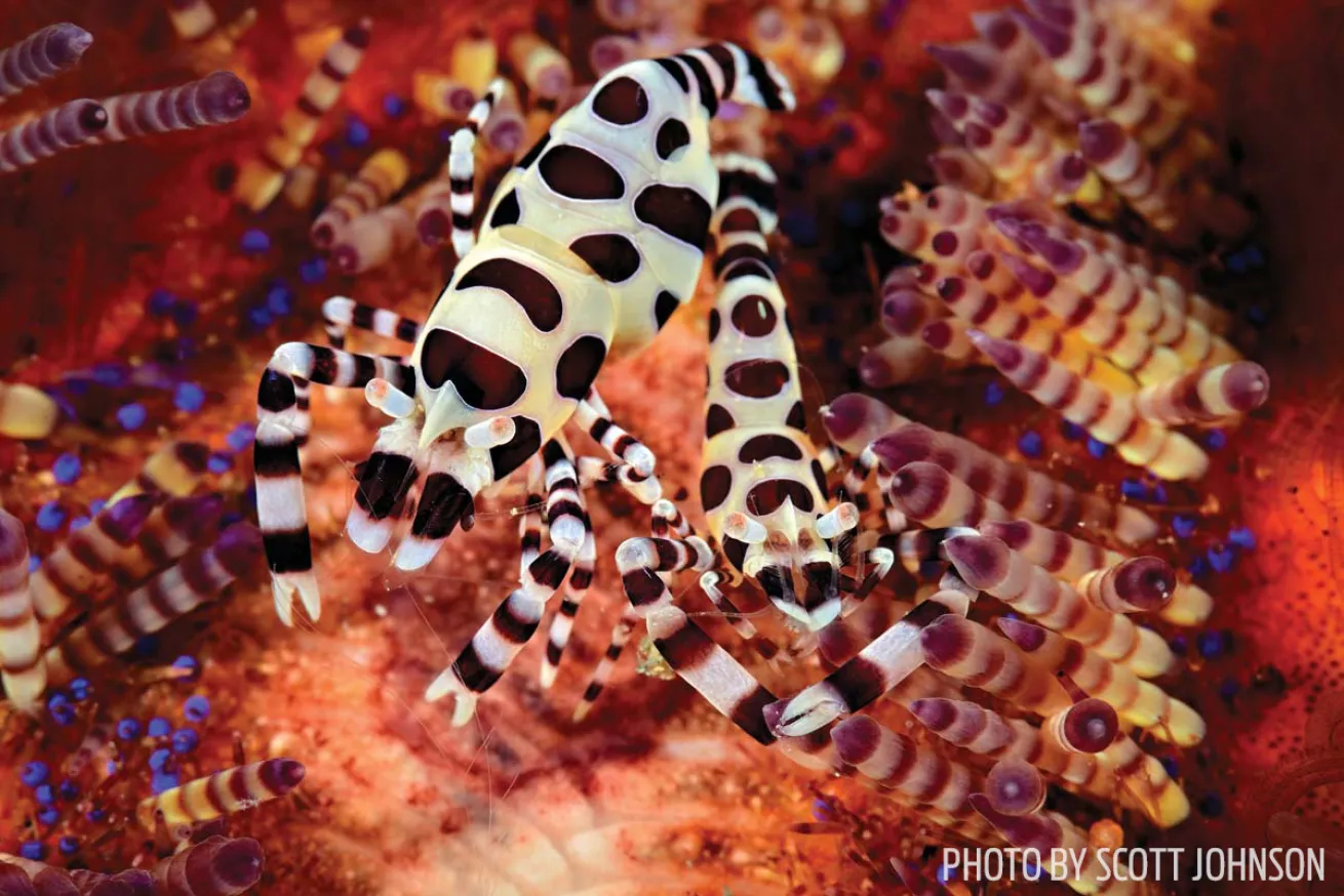 Coleman shrimp raja ampat scuba diving