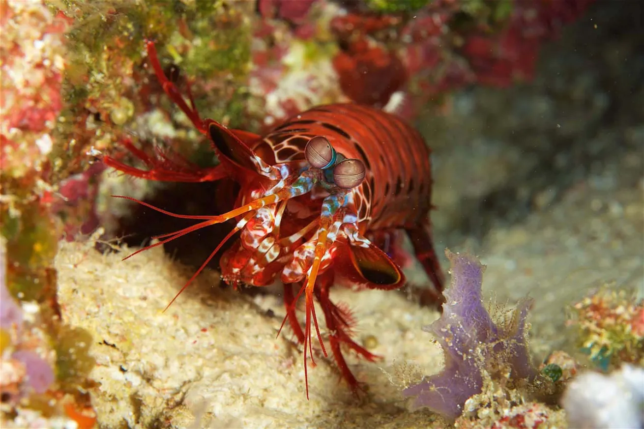 Mantis shrimp raja ampat