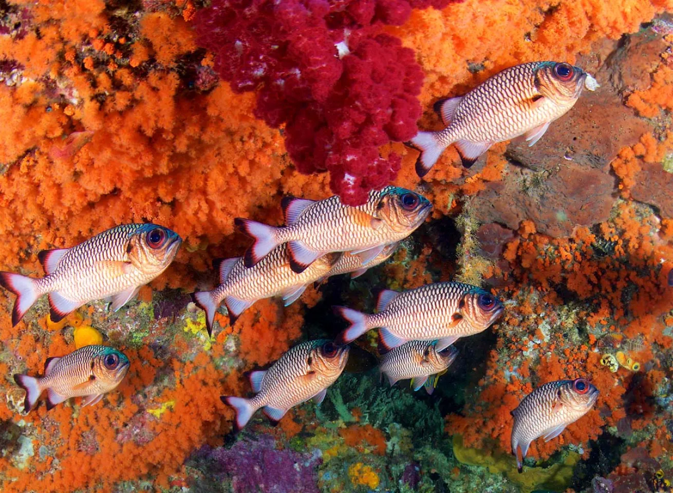 Raja Ampat